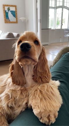 a brown dog laying on top of a green couch