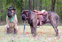 two dogs are standing in the grass wearing cowboy hats