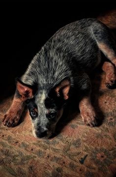 a small dog laying on top of a brown and black couch next to a wall