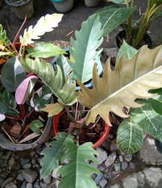 there are many different plants in the potted planter on the rocks and gravel