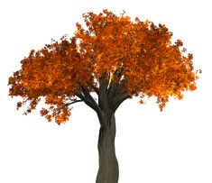 an image of a tree with orange leaves