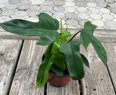 "Florida" Philodendron - Dark green, deeply lobed, leathery leaves - Houseplant411 Philodendron Plant Care, Plant Leaves Turning Brown, Philodendron Florida, Plant Care Guide, Philodendron Plant, Plant Pests, Poisonous Plants, Yellow Leaves, Heat Pack