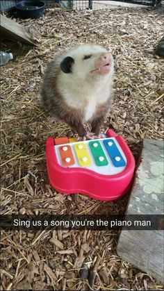 a small rodent sitting on top of a toy piano