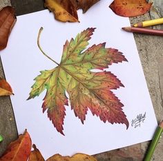 a drawing of a leaf on paper with colored pencils next to it and other autumn leaves