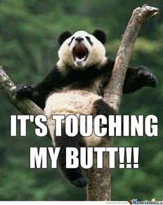 Cute Animals With Funny Captions, Funny Panda, Pet Memes, Funny Captions