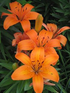 Orange Lillie’s, Orange Day Lilies, Orange Lillies Aesthetic, Backyard Gardening Ideas, Diy Garden Ideas