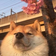 a dog with pink hearts on its nose sitting next to a cherry blossom tree in front of a bridge