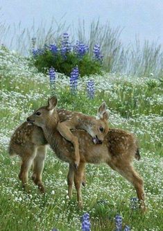 two baby deers are playing in the grass with each other and one is holding on to it's back