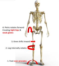 the skeleton is labeled in red and white with arrows pointing to it's location