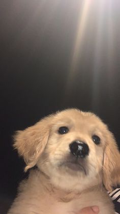 a small dog sitting on top of a person's lap in front of the camera