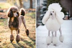 two different pictures of poodles in the snow