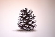 a pencil drawing of a pine cone on a white paper with black and grey ink