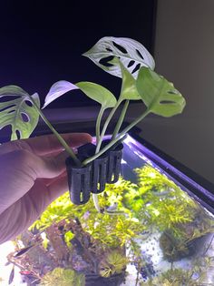 a hand holding a plant in front of an aquarium