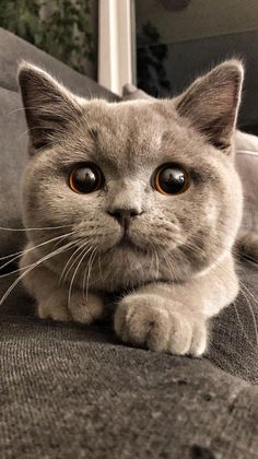 a grey cat laying on top of a couch