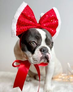 a small dog wearing a red and white minnie mouse ears with a red bow on it's head