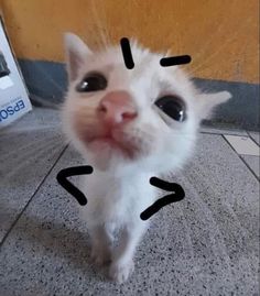 a white kitten with black marks on it's face and eyes, looking up at the camera