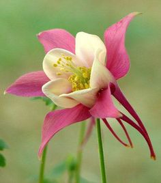 a pink and white flower with green stems