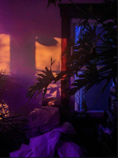 the sun is shining on some plants in front of a window with purple light coming through it