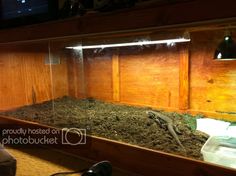 a large lizard in a wooden enclosure with lights on it's head and legs