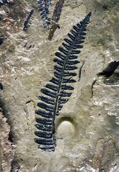 an image of a fossil in the ground with water and rocks around it, including a fern