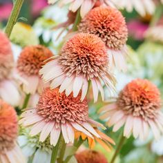 pink and white flowers with green stems in the foreground