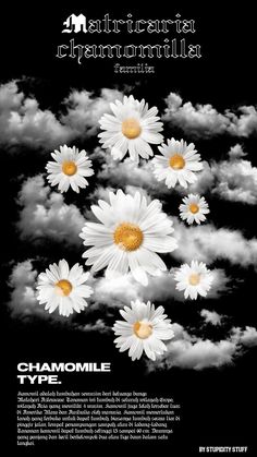 a black and white photo with daisies in the sky above it is an advertisement for chamomile