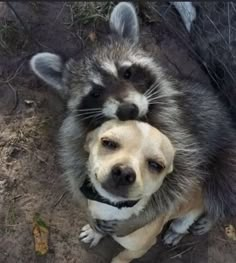 a raccoon is holding on to the head of a dog in a fenced area