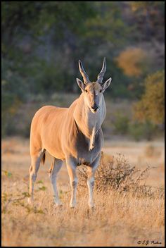 an antelope standing in the middle of a field with trees in the background