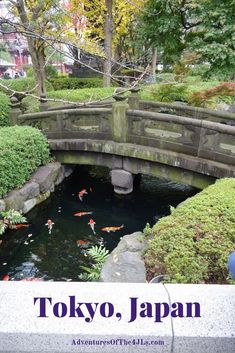 a japanese garden with koi fish swimming in the water