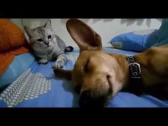 a dog and cat laying on top of a bed