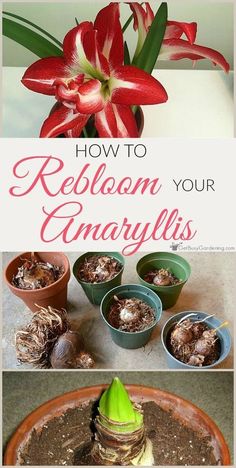 how to reblom your amaryllis flowers in pots with text overlay