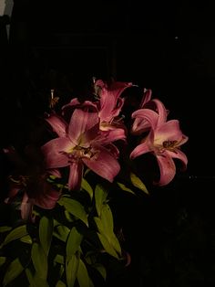 some pink flowers are in a vase on a black background with green leaves around them