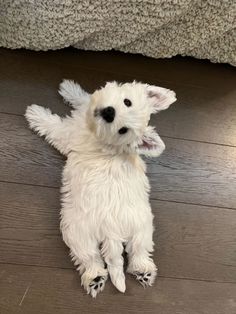 a small white dog sitting on top of a wooden floor