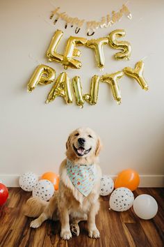 a dog sitting in front of balloons and streamers with the words happy birthday on it