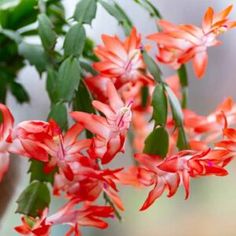 red flowers with green leaves in the background