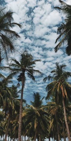 Aesthetics,sky,clouds,trees, Sky Wallpaper Aesthetic Iphone, Nature Story Instagram Ideas, Nature Profile Pictures, View Aesthetic Sky, Profile Picture Instagram Aesthetic, Aesthetic Profile Pics, Palm Trees Wallpaper, Nature Instagram