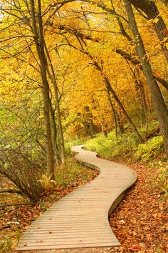 a wooden path in the woods surrounded by trees with yellow and orange leaves on it