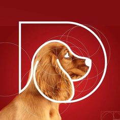 a dog is shown in the middle of a red and white poster with circles around it