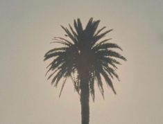 a palm tree is silhouetted against the sun in an otherwise foggy, hazy sky