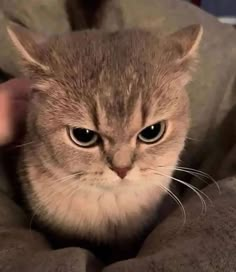 a close up of a person holding a cat in their arms and looking at the camera