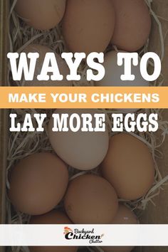 eggs in a cardboard box with the words ways to make your chickens lay more eggs