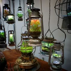 many different types of plants in glass jars on top of a wooden table with chains hanging from the ceiling