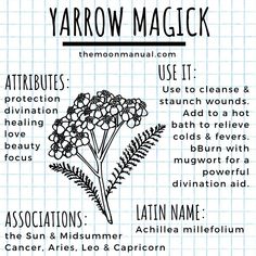 Yarrow Witchcraft Uses, Yarrow In Witchcraft, Yarrow Witchcraft, Witch Spells, Witchcraft Herbs, Magickal Herbs, Witch Herbs