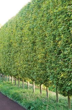 a row of trees lined up along the side of a road