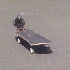 a pigeon is sitting on top of a skateboard