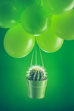 a cactus in a pot with balloons floating from it's back to the camera