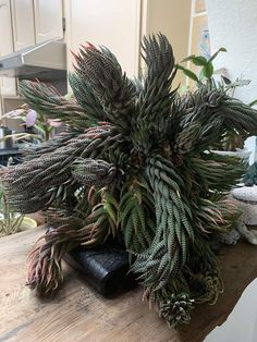 a potted plant sitting on top of a wooden table next to a black object