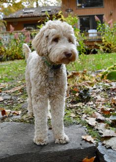 a small white dog standing on top of a rock