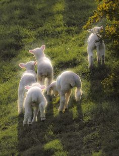 five lambs are standing in the grass and one is looking at the camera with its head down