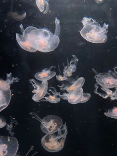 many jellyfish are swimming in the water